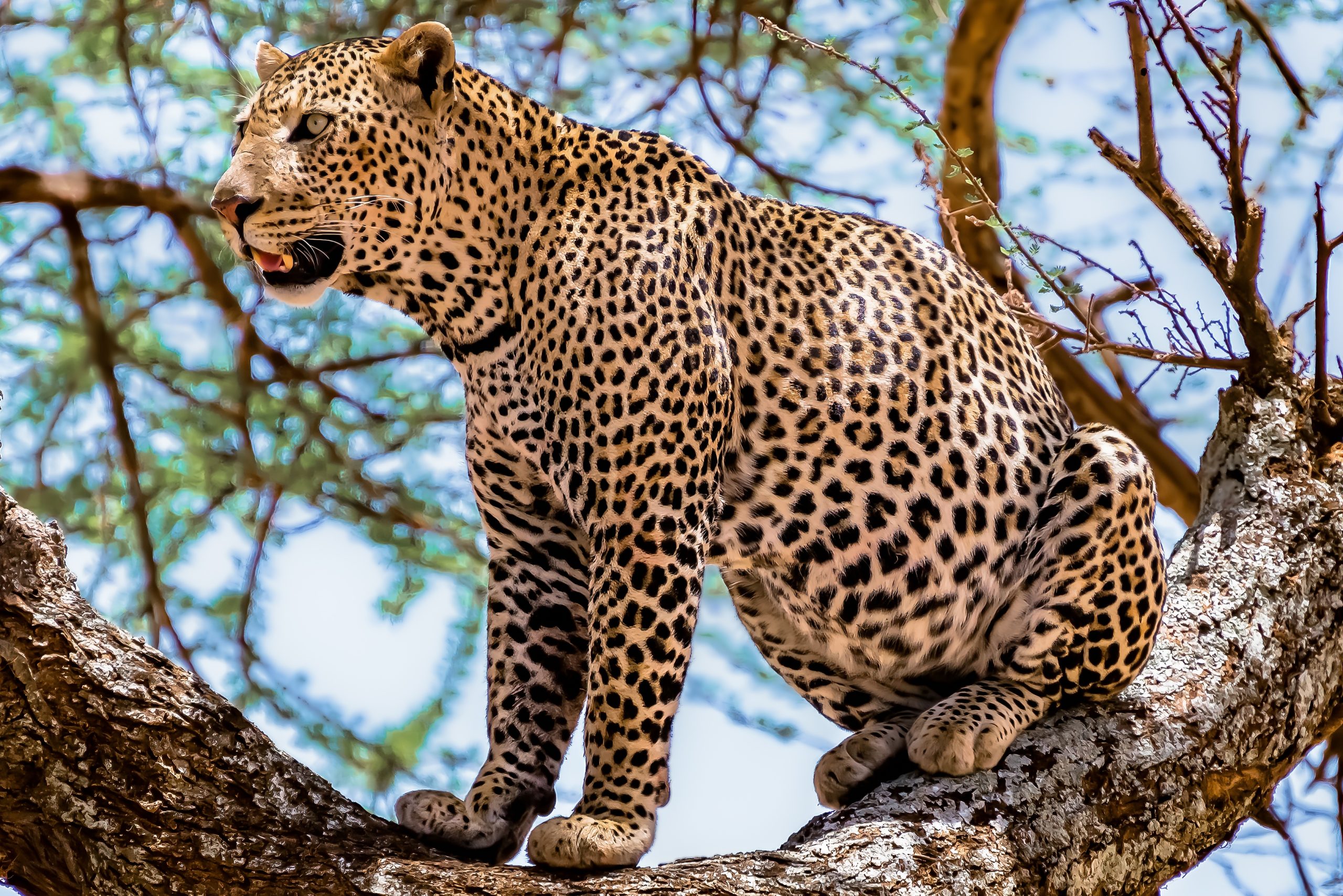 african leopard sitting on a tree looking around in a jungle