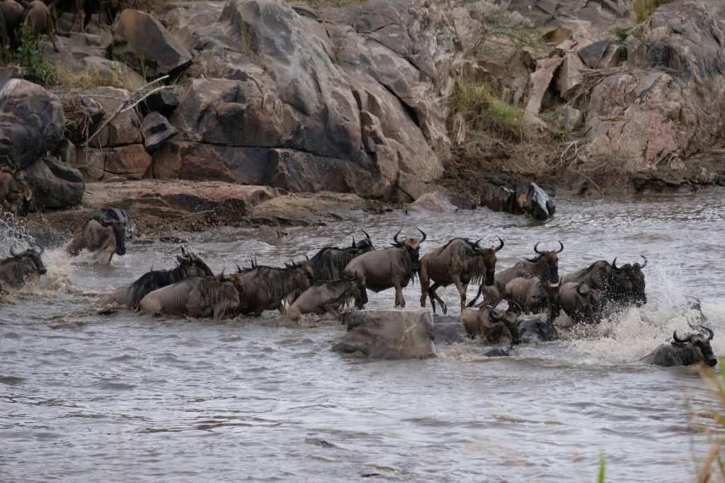 wildbeest migration