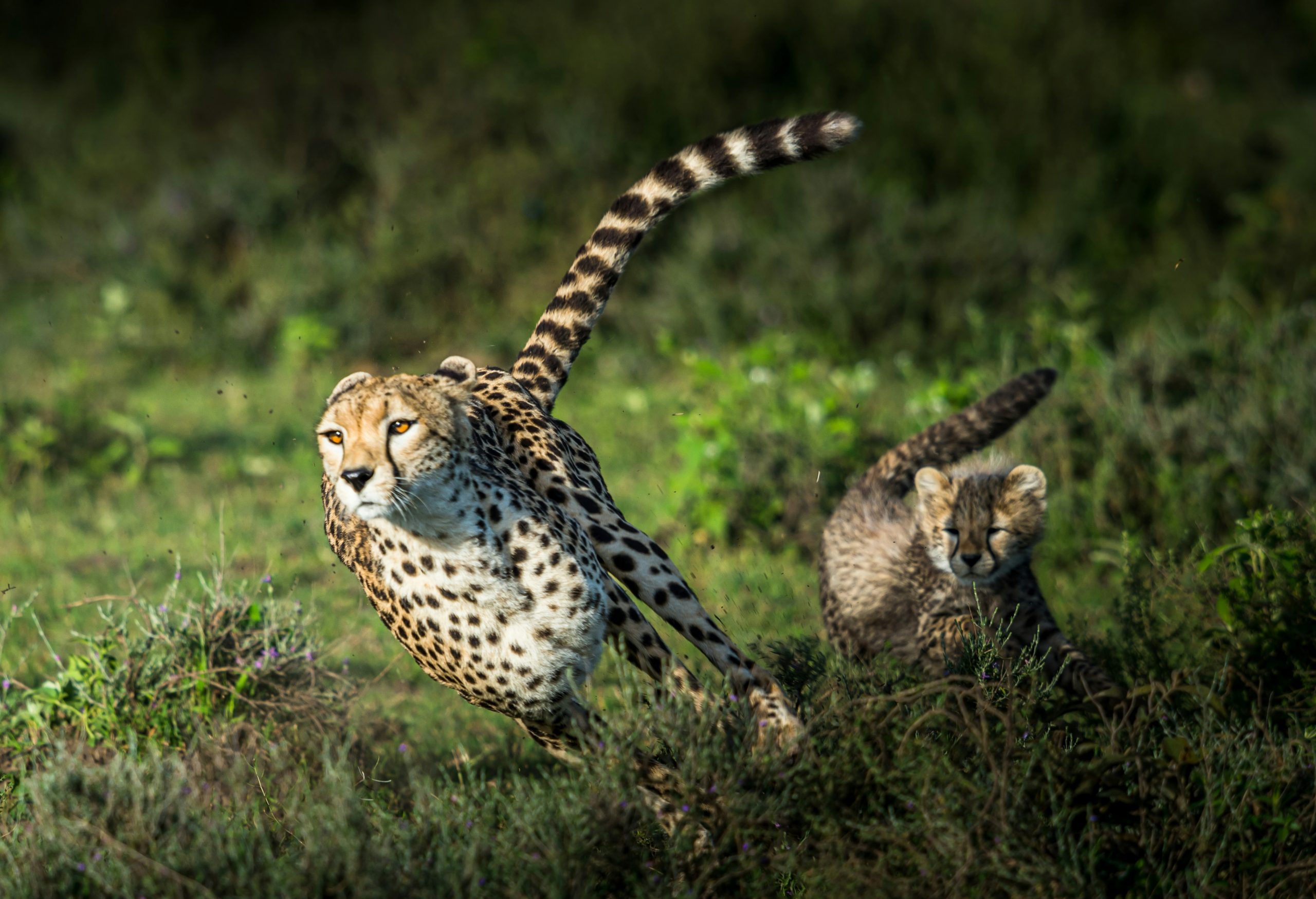 sammy wong lfmiq6aiiw8 unsplash