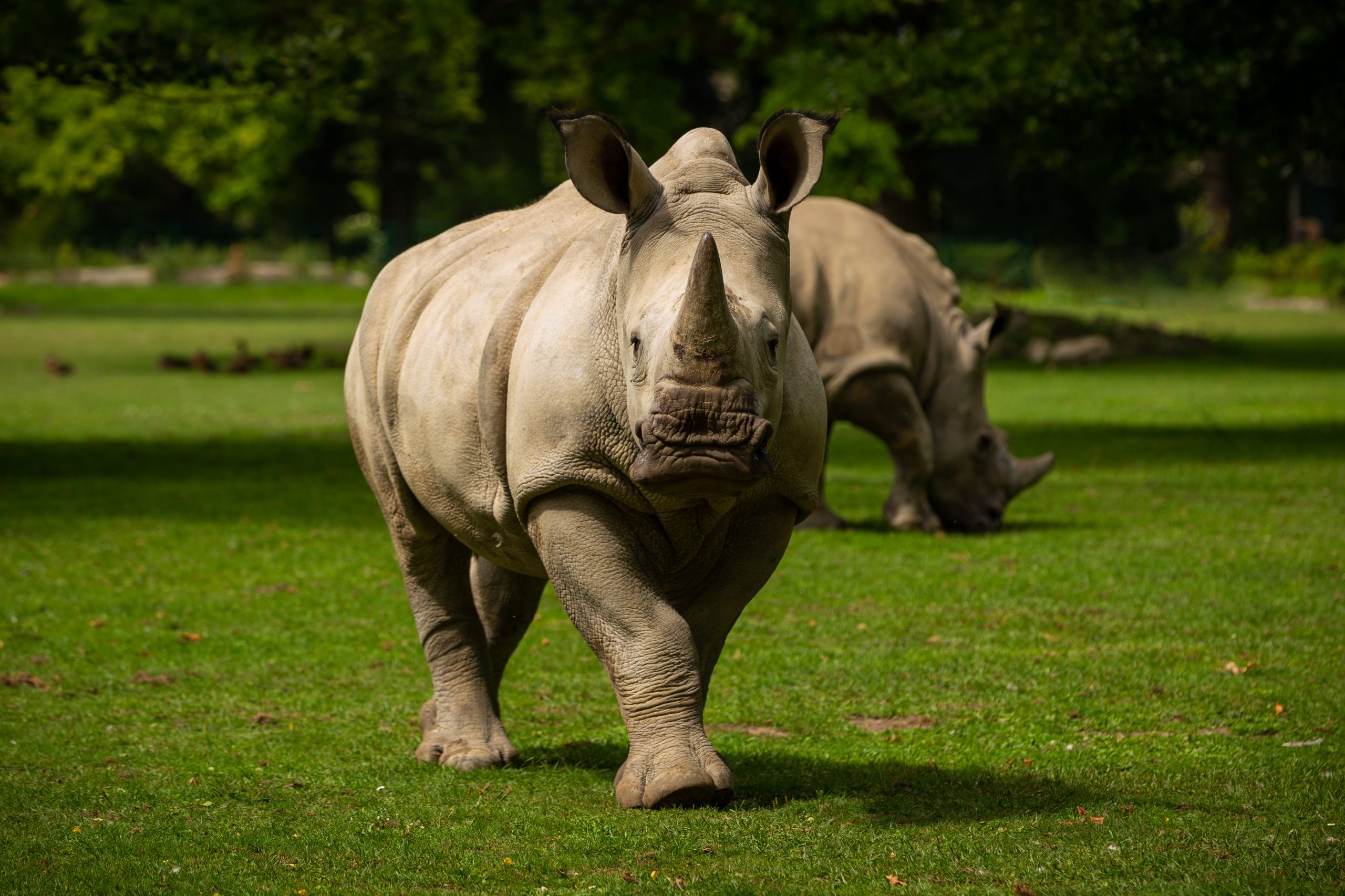 white rhinoceros in the beautiful nature looking habitat. wild a